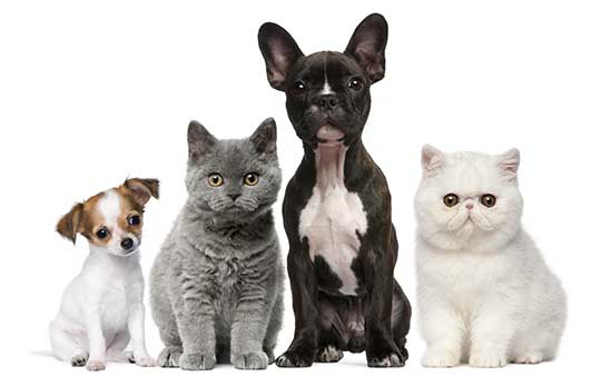 pet-care-agreement-keeping-your-pets-safe