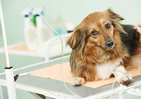 injured-dog-owner-may-need-a-pet-care-agreement