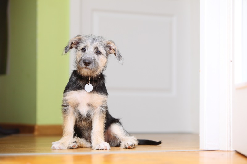 Dog owners are required to maintain renter's insurance during their residency at Canyon Point Apartments in Albuquerque